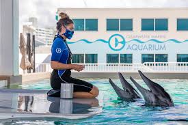 Área de rehabilitación de delfines